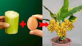 Great Technique For Grafting Banana Tree Growing fast with aloe vera | How to grow banana trees