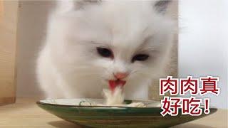 【布偶猫】小奶猫宝贝贝的吃播第二弹！我们会自己吃，不要喂了！奶糕，肉肉都吃给你们看！