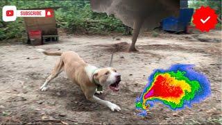 This Pitbull Kennel Is Preparing For A Hurricane MarcosTVG Raw an Uncut Jungle Update