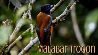 Malabar Trogon-തീകാക്ക