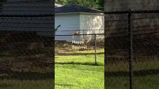 He’s Back With More!! This #squirrel Loves Carbs! #squirrel #happysquirrel #wildlife #cutewildlife