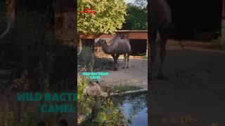 Discover Germany | Frankfurt Zoo Animals Part 2 #shorts