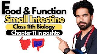 Food & Function Of Small Intestine | Class 11th Biology | Chapter 11 in pashto