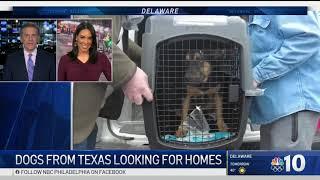 Dogs From Texas Arrive in Delaware Looking for ‘Furever' Homes | NBC10 Philadelphia