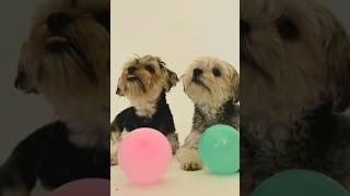 Dhoom Kartik baba# payara puppy//my dear puppies playing#shorts# viral shorts#