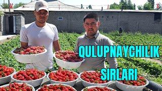 QULUPNAYCHILIK SIRLARI