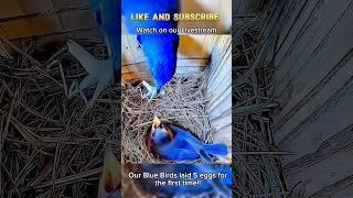 More baby bluebirds coming soon!  #bluebirds #bluebird #nest #nestbox #breeding #bluebirdnestbox