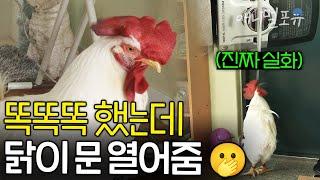 마트에서 산 유정란 부화시켰더니.. 사람 같은 천재 닭이 탄생했다?! | KBS 생생정보 170407 방송