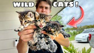 MY WILDCATS HAD $10,000 KITTENS !