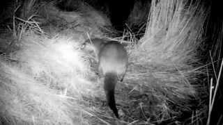 Otter in Llanelli west Wales UK By Darren Harries of Carmarthenshire Wildlife Watch