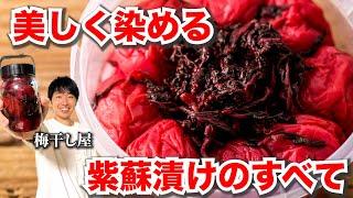 【保存版】綺麗に染まる！梅干し屋がたどり着いた紫蘇漬けの方法