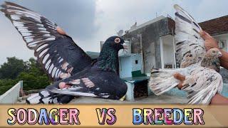 SODAR Vs Breeder | X Fighter Birds ￼