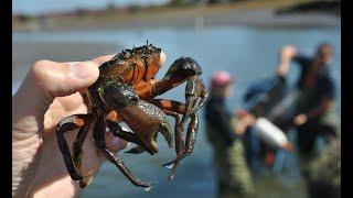 Green Crabs in Maine w/ Dr. Jason Goldstein 9-7-2022