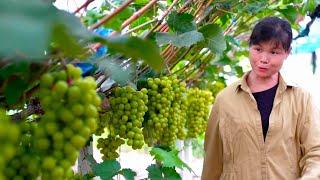 A big client ordered over 300 pounds of grapes! Sister Feng is overjoyed,working late into the night