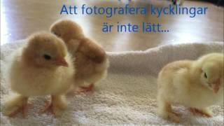 Min film kycklingar 2