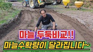 마늘재배기술.유튜브최초!!두둑성형에따라 마늘수확량차이가납니다.신흥공업사 복토휴립기 사용방법.마늘골 비교해드립니다..