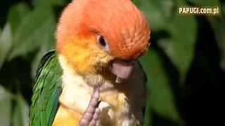 Why not a caique? (English dubbing)