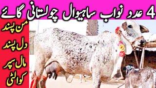 Best Quality Cholistani Sahiwal Cow Farm Near Luden Cow Mandi Hasil Pur || Global Village Farming