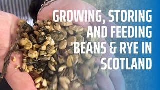 Growing, Storing and Feeding Beans & Rye in Scotland