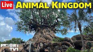 Live: Magical Monday at Animal Kingdom - Animals, Shopping, & More - Walt Disney World Live Stream