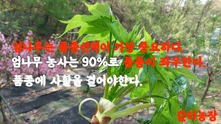 엄나무) 품종만 잘 골라도 90%로 먹고 들어간다.