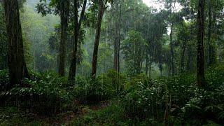 The sound of rain on the forest road, relaxing, and sleeping deeply, meditation