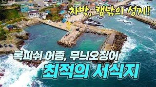 동해 영덕 캠핑 낚시포인트, 감성돔, 볼락, 무늬오징어, 학꽁치 1급 포인트