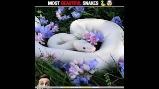 Most Beautiful Snakes  In The World  #shorts