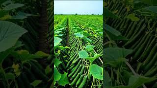 Cucumber farming #farmingtraditions #fruitfarming #khetibadi #farming