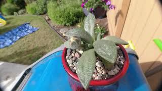 AoxTheGardener - Aloinopsis Rubrolineata - Bloom Open/Close Timelapse