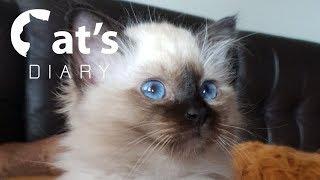 Birman kittens development from 0 to 86 days