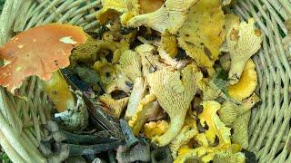 Girolles et trompettes ..sortie du 16 septembre..