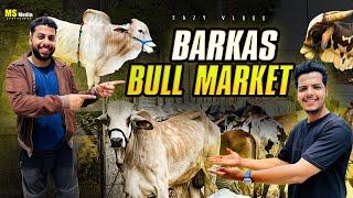 BARKAS KI BULL MARKET  ITNE SASTE BADE JANWAR  || LIMITED TIME OFFER.