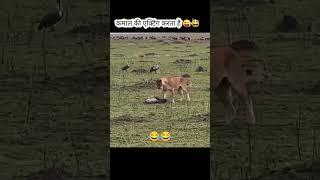  #viralvideo #funny #shortvideo #comedy #youtubeshortsvideo