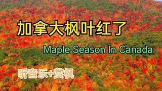 枫叶红了 ——老歌长笛新吹+观赏加拿大枫叶 Canada Maple Season in Drone——加拿大海哥Hihai Montreal