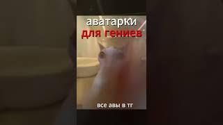 авы с котами // тг в шапке профиля