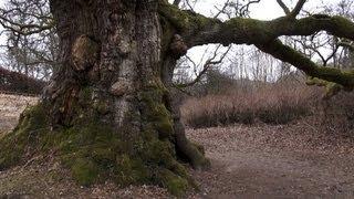 Birnam to Dunkeld by the River Tay