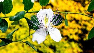 Unglaubliche Blüte des Capparis spinosa - Ein beeindruckendes Schauspiel