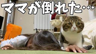 検証！飼い主が急に倒れたら飼い猫はどうするのか？