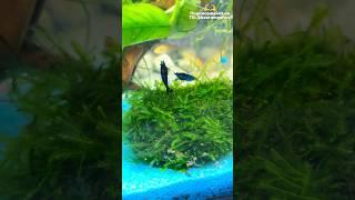 Креветки #креветка #креветки #домашниеживотные #аквариум #котики #рыбы #хобби #реки #млекопитающие