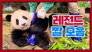 [전지적 할부지 시점] ep.131 편집바오가 열심히 찾아온 바오가족 레전드 짤 모음.zip│Panda World