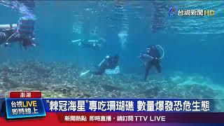 「棘冠海星」專吃珊瑚礁 數量爆發恐危生態