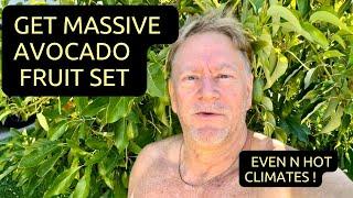 Grow Your own Avocado Trees -Massive Avocado Fruit Set  ( But Some Fruit Drop )