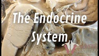 The Endocrine System | The Hypothalamus & Pituitary Gland | The Institute of Human Anatomy