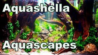 The Amazing Aquascapes of Aquashella Dallas 2022