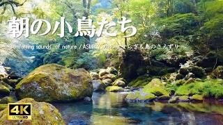 朝の小鳥たち にぎやかな鳥のさえずり 柔らかく流れる水の音：活力・集中力向上【自然音,ASMR,4K,relaxing  nature sounds】