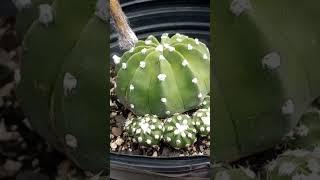 CACTUS IS ABOUT TO BLOOM BEAUTIFULLY! MAMMILLARIA HANIARIA CACTUS KNOWN AS THE OLD LADY #cactusbloom