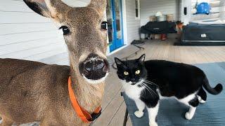 When Cats Show Their Badass Side Around Their Wild Animal Friends! 