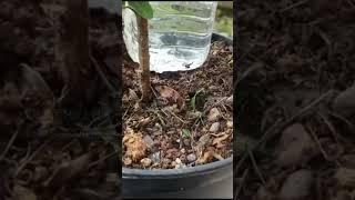 Easiest drip irrigation system with bottles #shorts #dripirrigationsystem