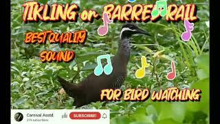 TIKLING or WHITE BARRED RAIL sound for bird watching/1hour best quality bird caller | carnival asstd